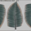 Howea Palm Leaves (Painted) 1/35 Eduard