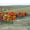 Fall Deciduous Value Pack Ready Made Trees 3/4"- 2" Woodland Scenics