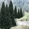 Ready Made Trees Value Pack- 2" - 4" Evergreen (18) Ready Made Trees Value Pack- 2" - 4" Evergreen (18)
