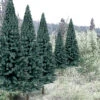 Ready Made Trees Value Pack 2" - 4" Blue Spruce (18) Ready Made Trees Value Pack 2" - 4" Blue Spruce (18)